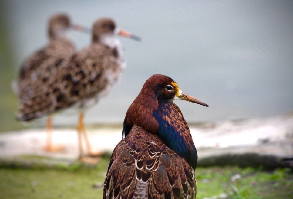 Meet the magnificent male ruff in our Waterscapes Aviary 